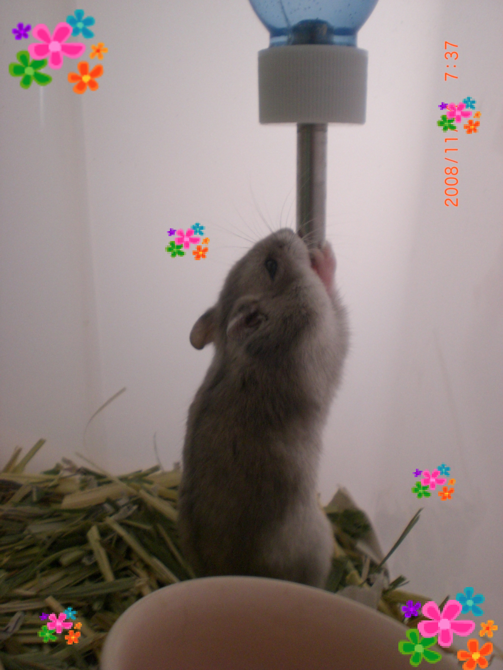 ハナ