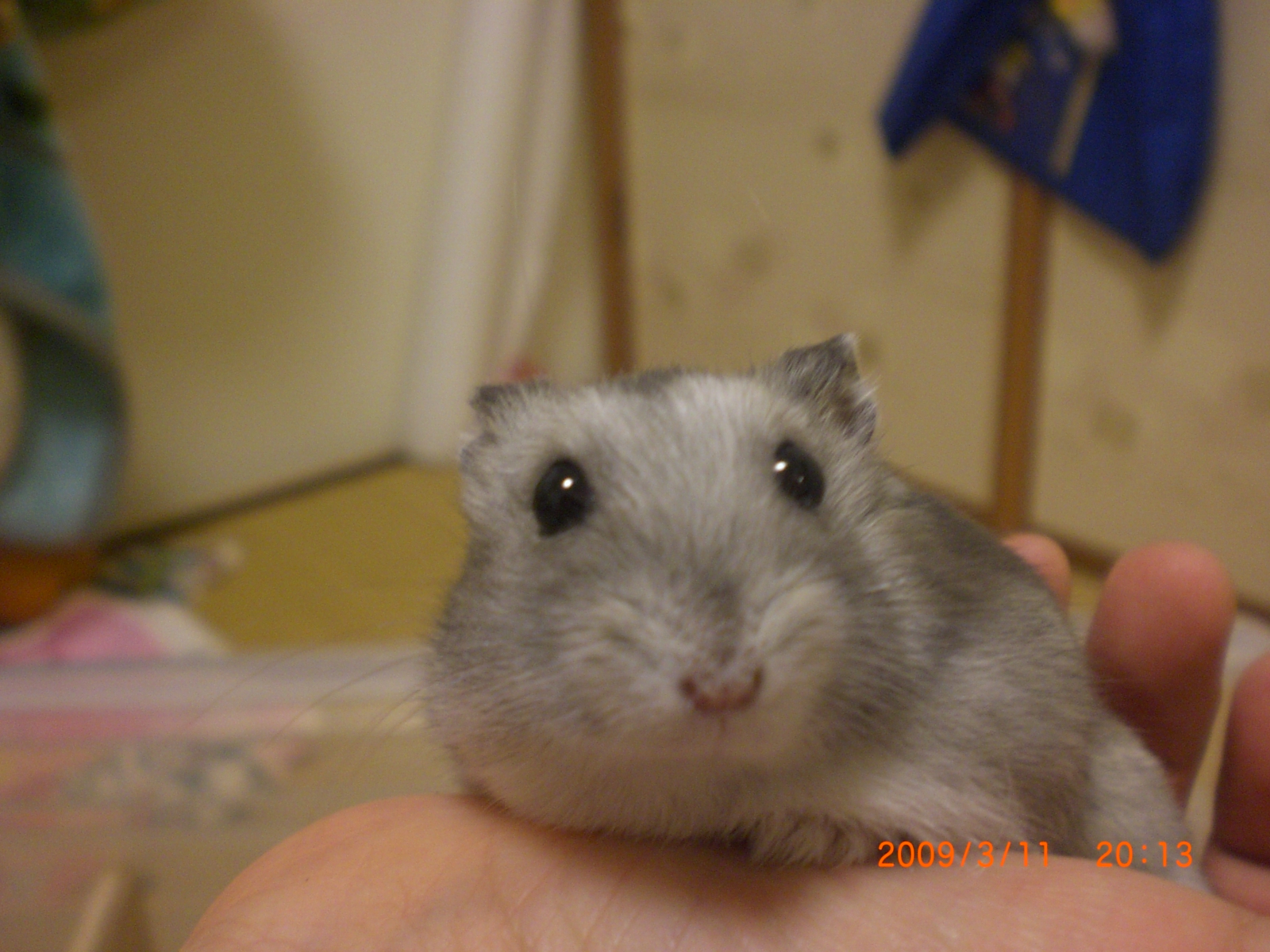 ムゥ