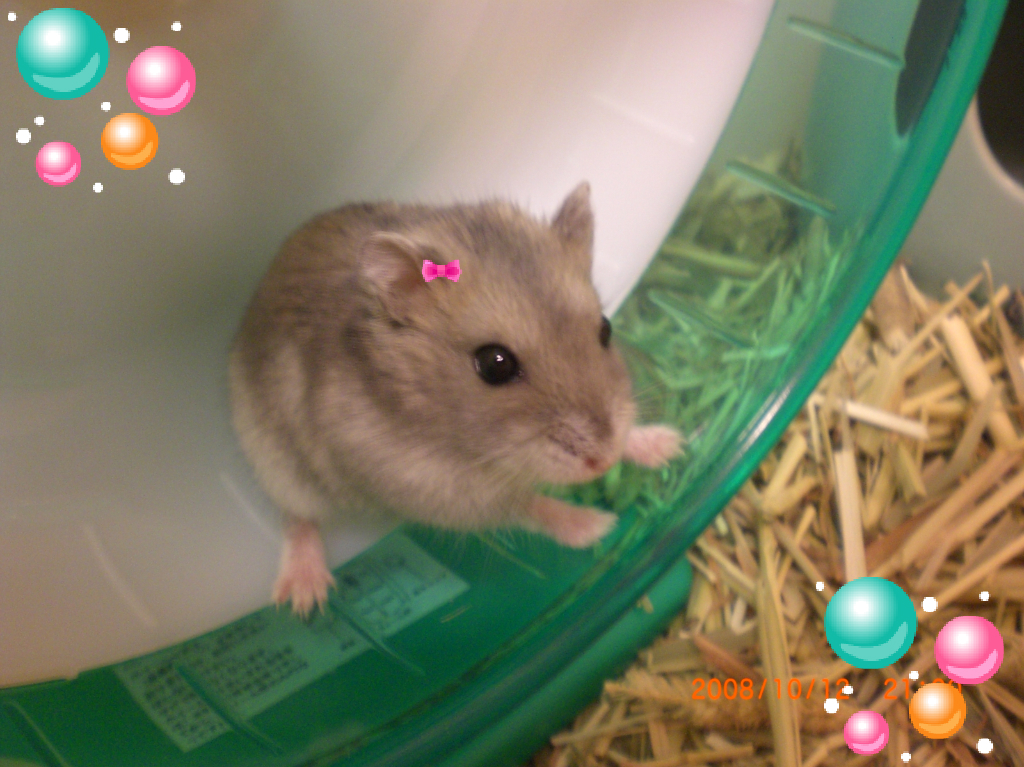 hana