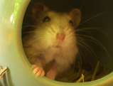 hana