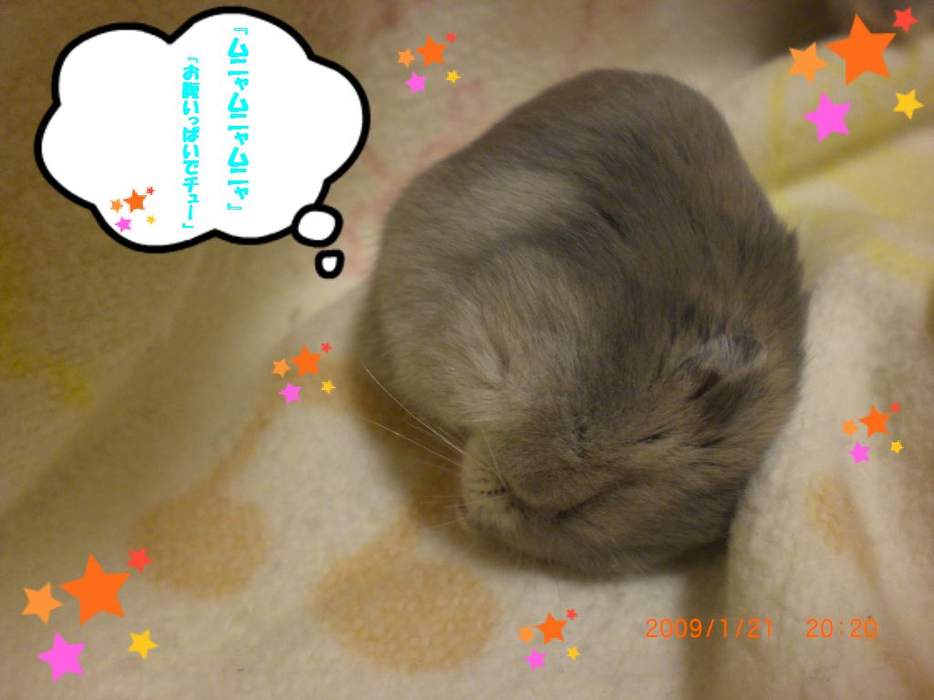 ヨゥちゃま
