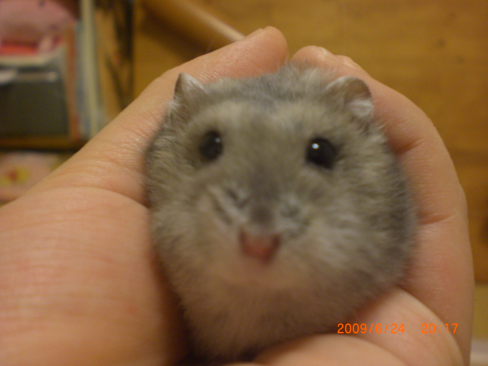 hana