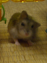 ハナ
