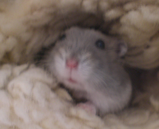 ブゥ