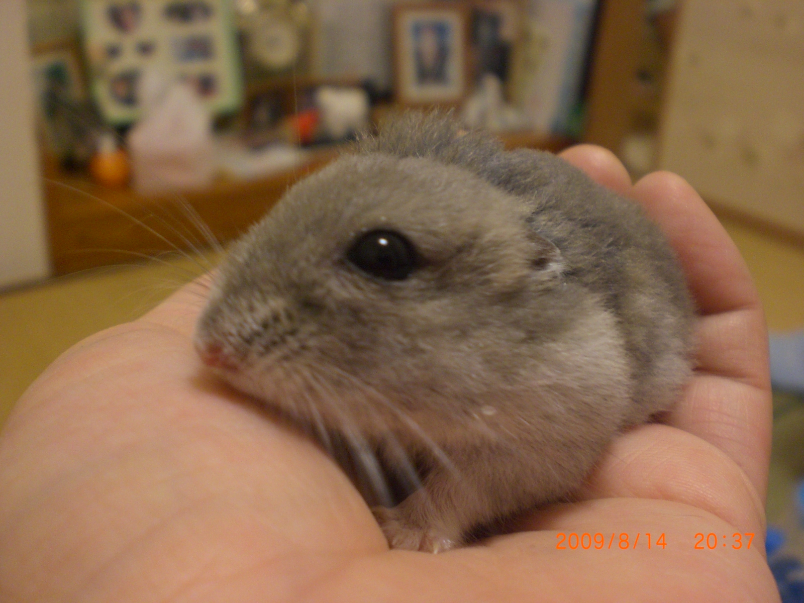 ブゥちゃん