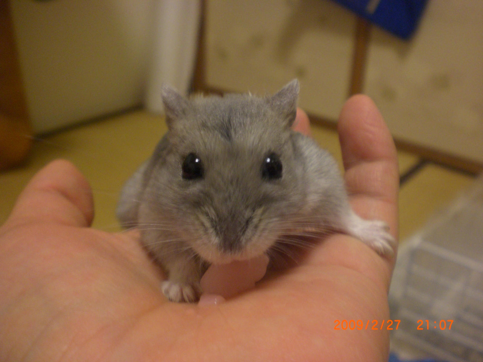 ブゥ