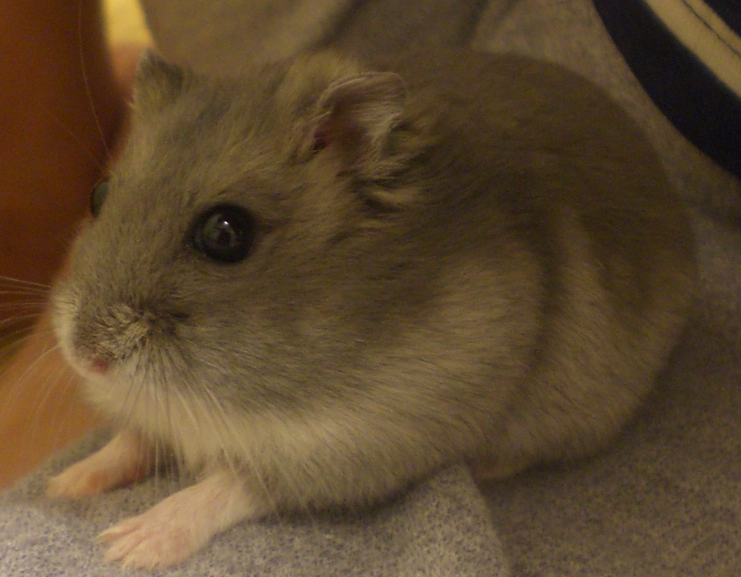 hana