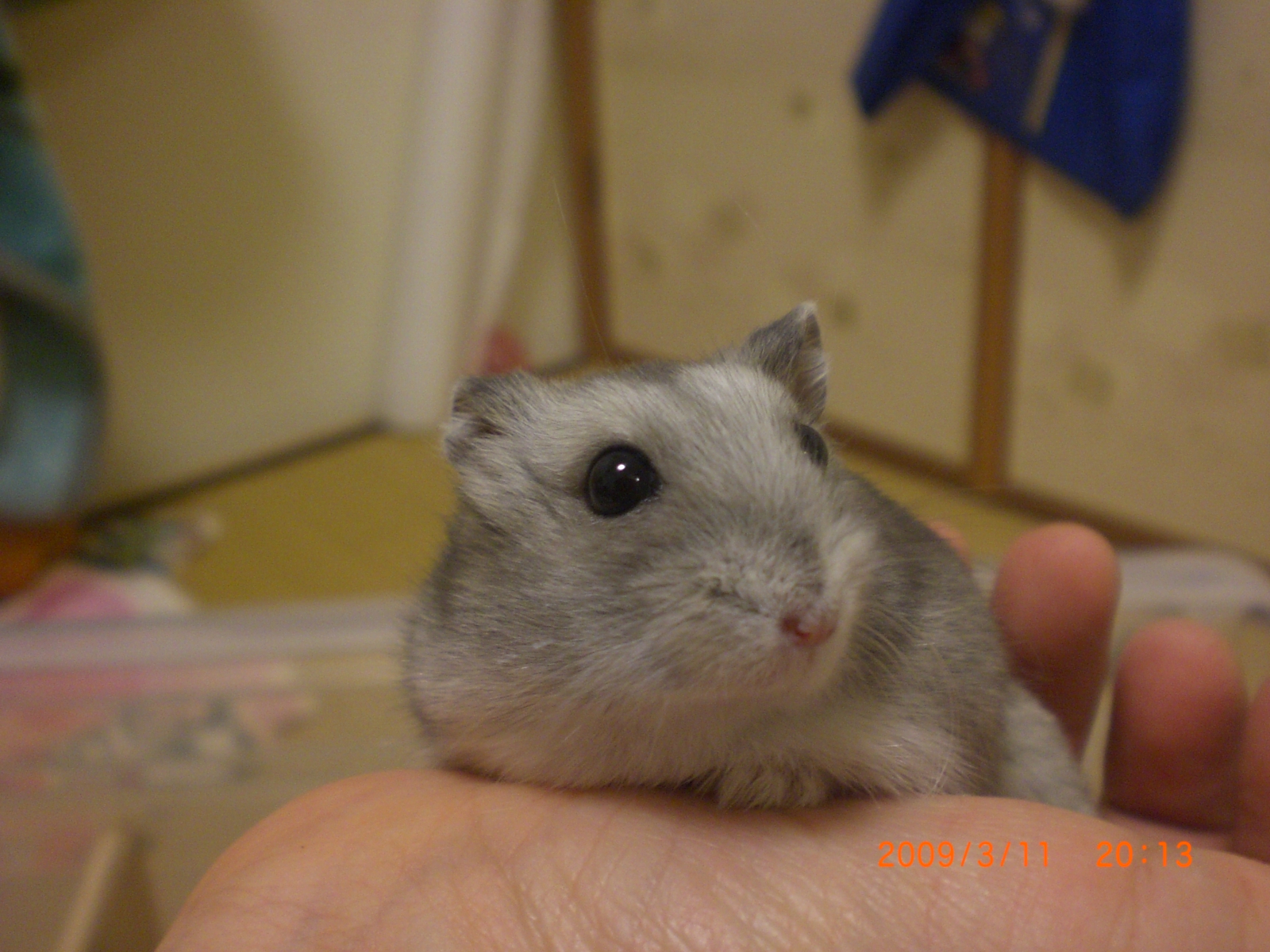 ムゥ