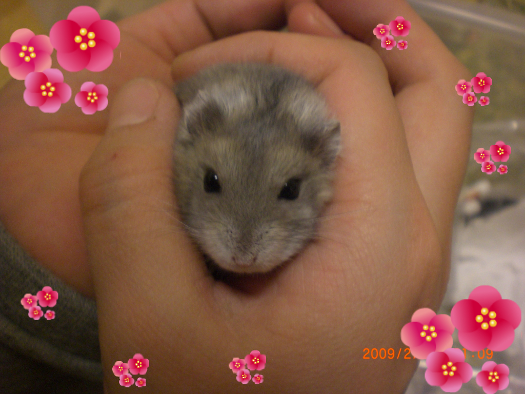 クゥ