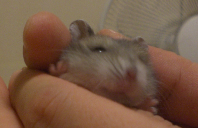 ハナ