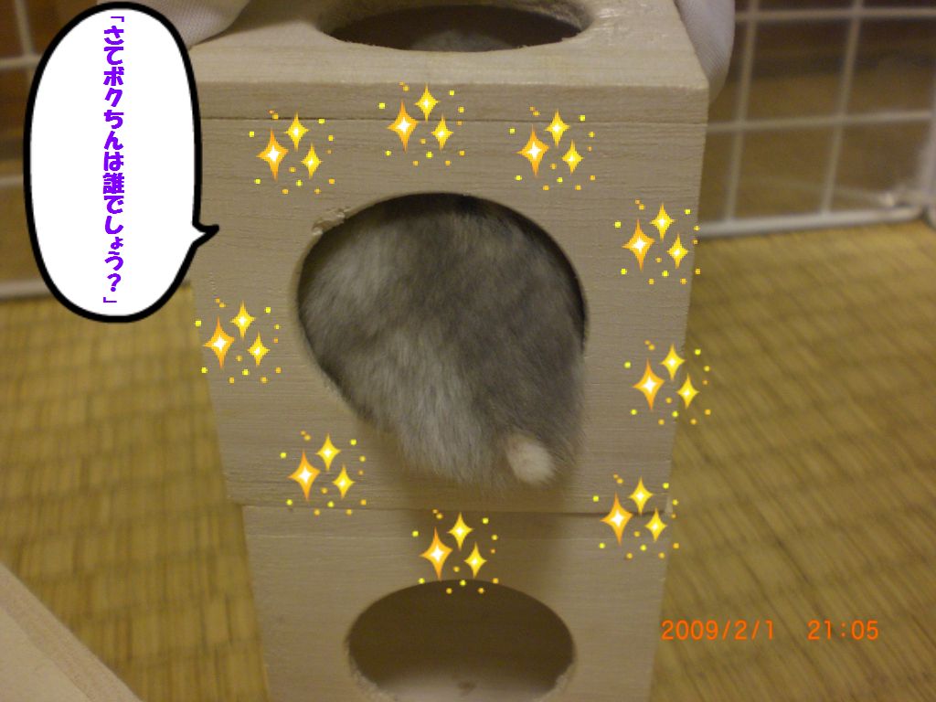 シッポ