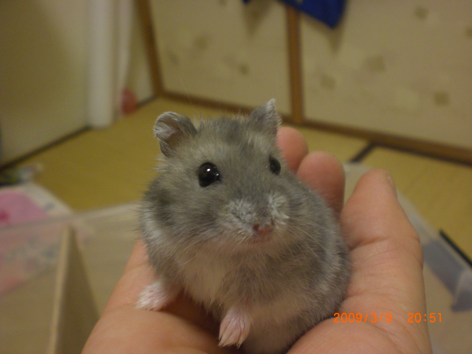 ポゥ
