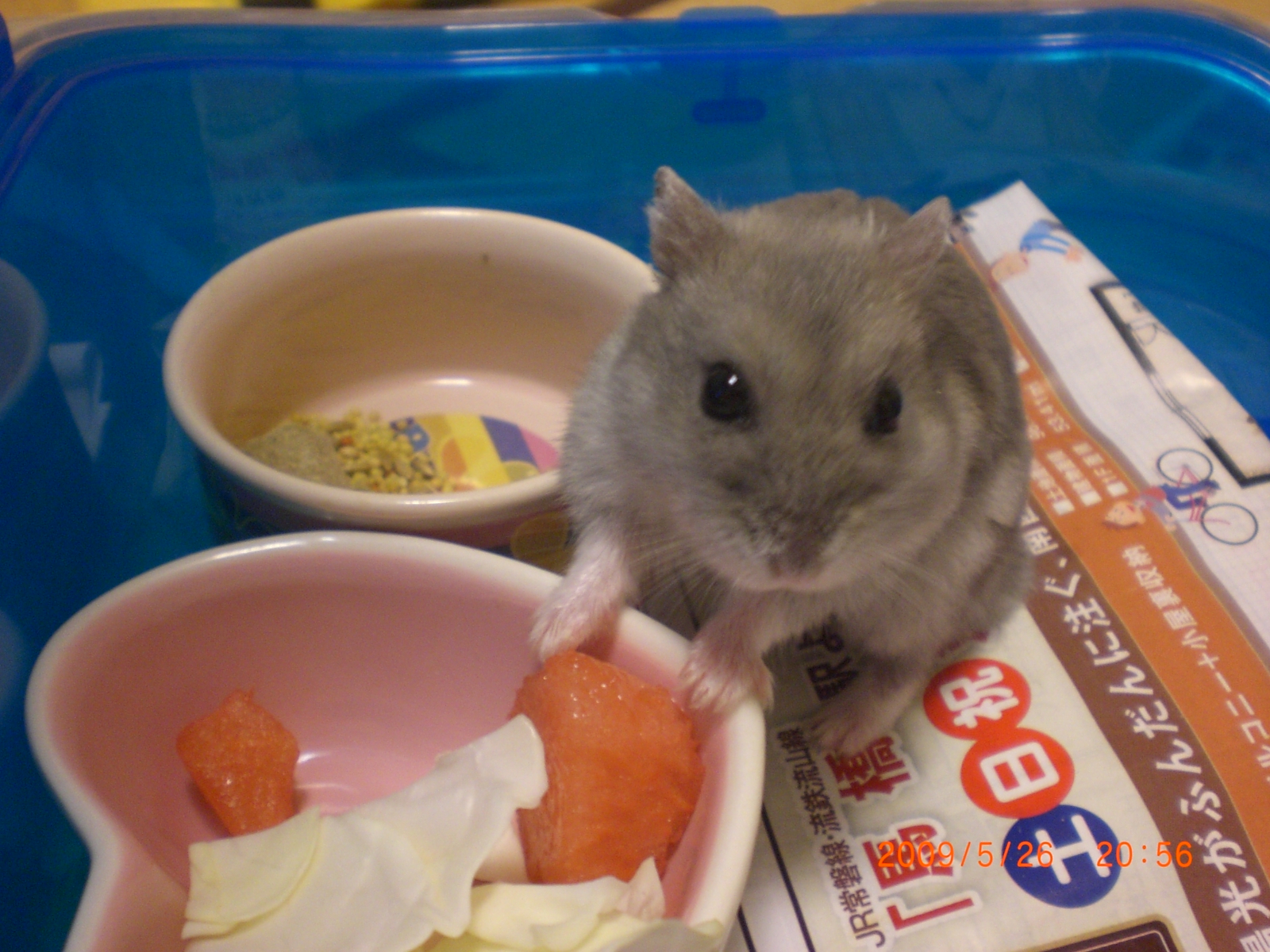 ブゥちゃん