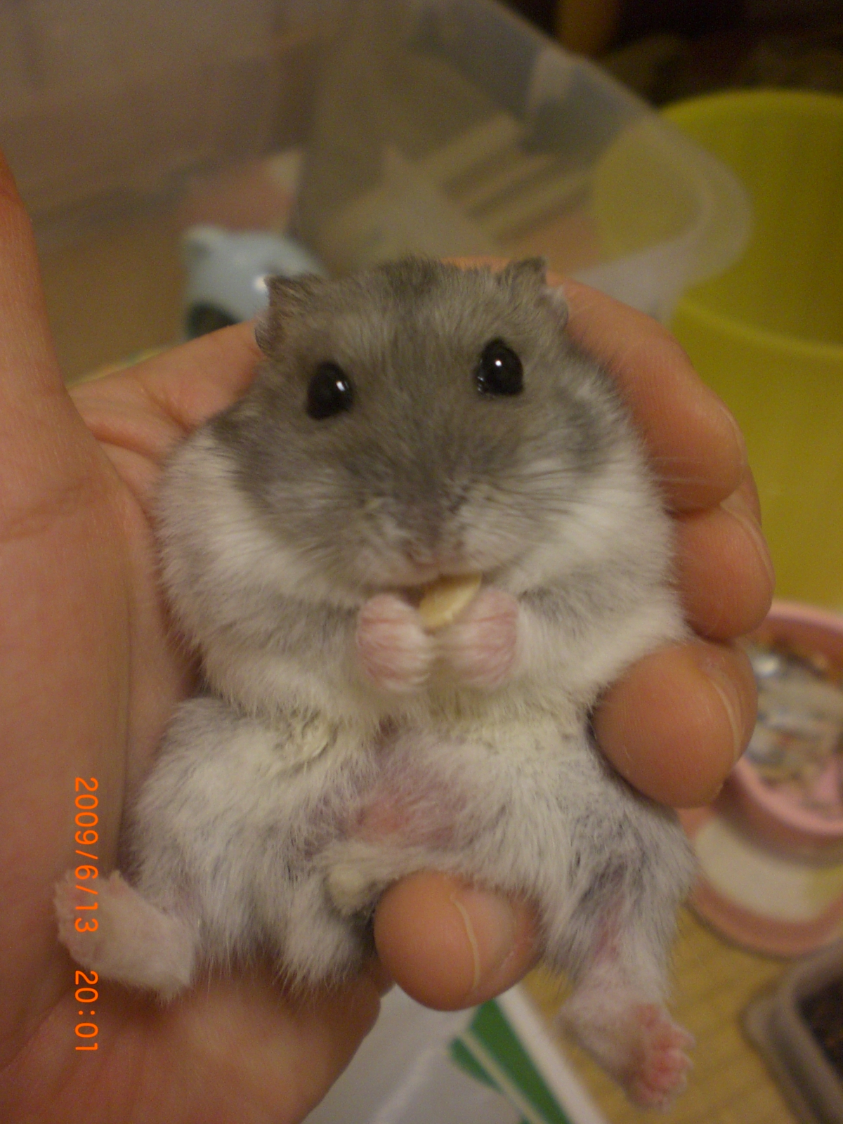 ムゥちゃん