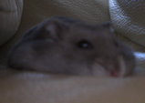 ブゥ