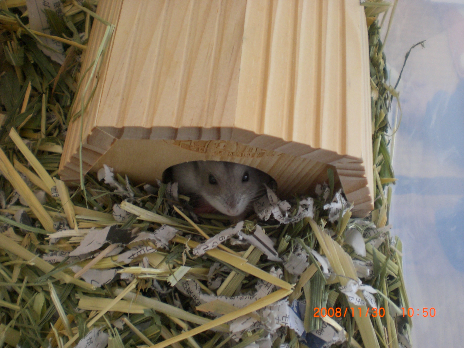 ハナママ