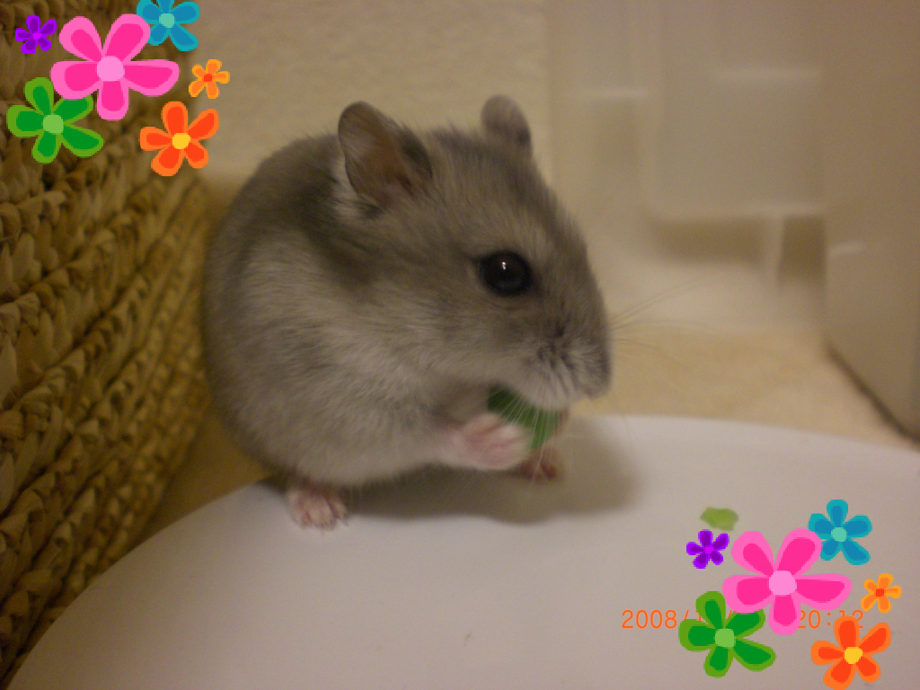 ハナ
