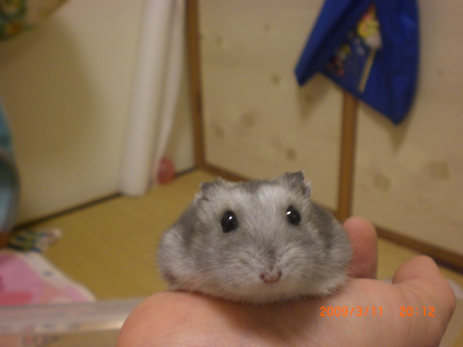 ムゥ