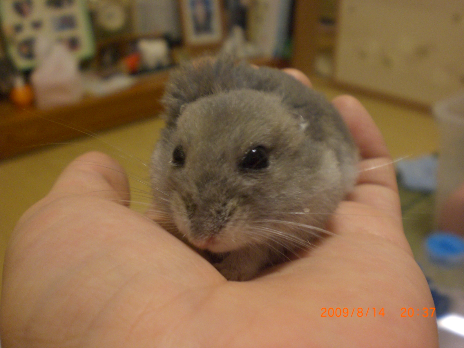 ブゥちゃん