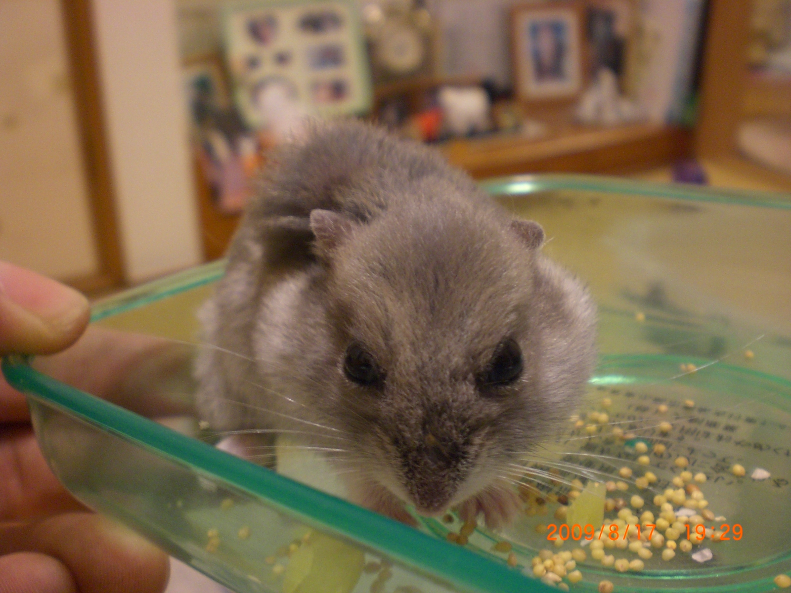 ブゥちゃん
