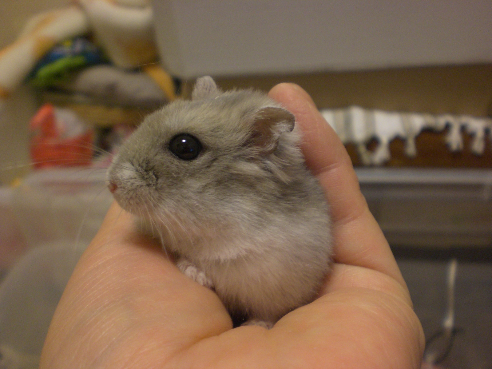ポゥ