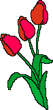 tullips