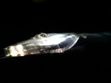 5188bd81.jpg