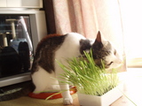 nekogusa