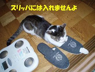 tarou4