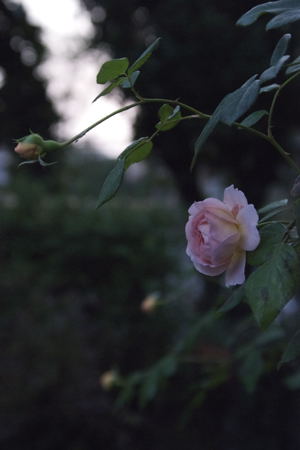 rose
