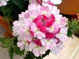 pinkpafe