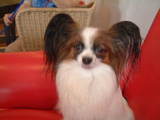 doglike3