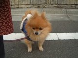 sanpo6