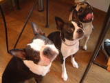 doglile2