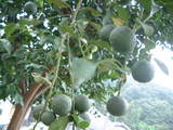 niwa4