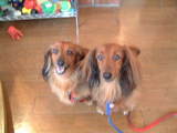 doglile1