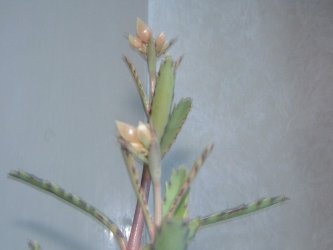 fda73005.jpg