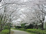 桜2