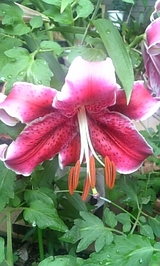 20a6825f.jpg