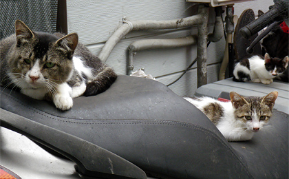 0909_野良猫