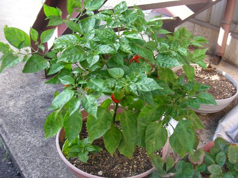 DSCN4805