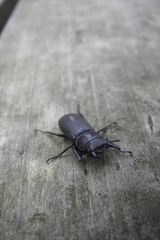 くわがた