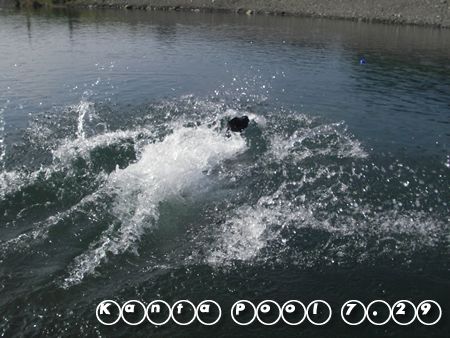 飛び込み4