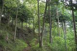 登山道1