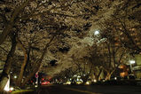 夜桜西門並木道1