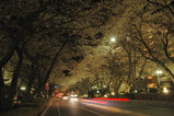 夜桜西門並木道3