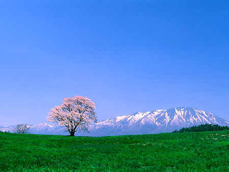 小岩井