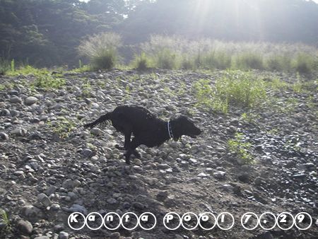 飛び込み1