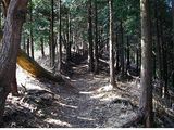 登山道5