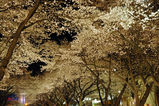 夜桜西門並木道2